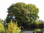 Baum 01 | 1600x1200