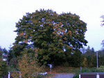 Baum 02 | 1600x1200