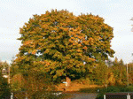 Baum 03 | 1600x1200