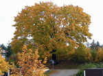 Baum 04 | 1600x1200