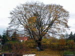 Baum 06 | 1600x1200