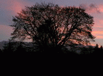 Baum 07 | 1600x1200