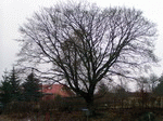 Baum 08 | 1600x1200