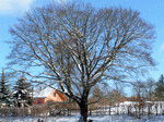Baum 09 | 1600x1200