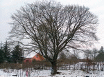 Baum 10 | 1600x1200