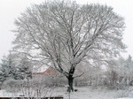 Baum 11 | 1600x1200