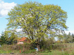 Baum 12 | 1600x1200