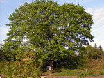 Baum 13 | 1600x1200