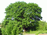 Baum 14 | 1600x1200