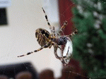 Spinne 01 | 1600x1200