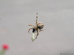 Spinne 02 | 1600x1200