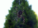 Spinne 03 | 1600x1200
