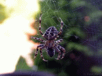 Spinne 04 | 1600x1200