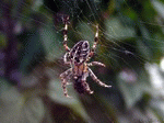 Spinne 05 | 1600x1200