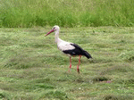 Storch 01 | 1600x1200