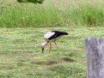 Storch 02 | 1600x1200