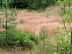 Gras 01 | 1600x1200
