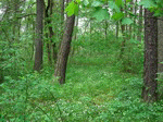 Baumkronenpfad Hainich 01 | 1024x768