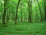 Baumkronenpfad Hainich 06 | 1024x768