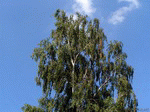 Tree 01 | 1600x1200